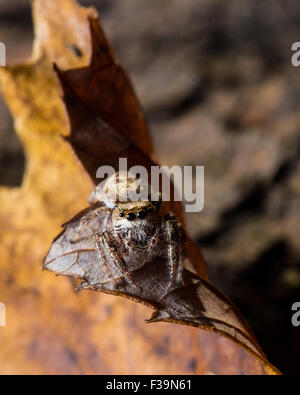 Braune Springspinne auf ein gelbes Blatt Stockfoto