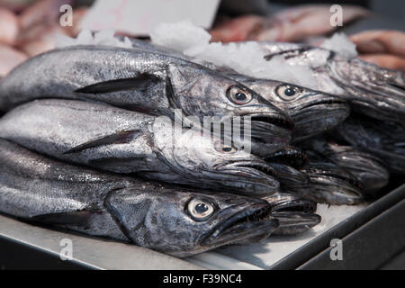 Frischfisch auf Eis in einem Barcelona-Markt Stockfoto