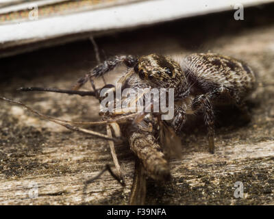 kleine braune Springspinne isst Moskito Stockfoto