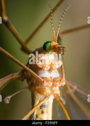 Crane Fly (Mosquito Hawk) mit leuchtend grünen Augen Vorderansicht Stockfoto