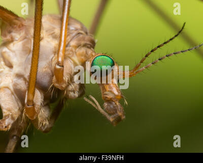 Crane Fly (Mosquito Hawk) mit leuchtend grünen Augen Nahaufnahme Profil Stockfoto