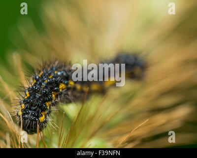 Schwarz und gelb Abboto Sphinx Motte Raupe auf golden grass Stockfoto