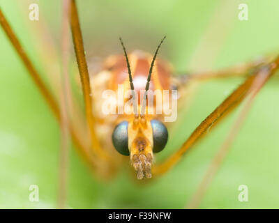 Crane Fly (Mosquito Hawk) mit leuchtend blauen Augen hautnah Porträt Stockfoto