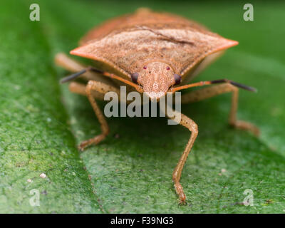 Porträt eines braunen Marmorated Stink Bugs direkt zu sehen Stockfoto