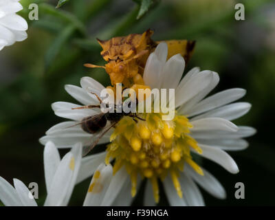 Gelbe Ambush Bug frisst Wespe auf weiße aster Stockfoto