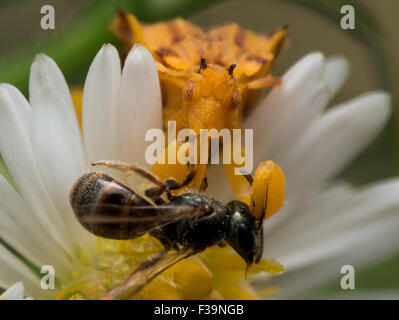 Gelbe Ambush Bug frisst Wespe auf weiße aster Stockfoto