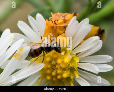 Gelbe Ambush Bug frisst Wespe auf weiße aster Stockfoto