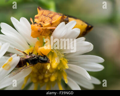 Gelbe Ambush Bug frisst Wespe auf weiße aster Stockfoto