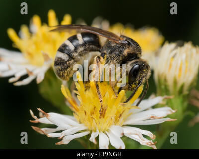 schwarze Wespe Auszüge Blütenstaub weiße Aster mit Blumen im Hintergrund Stockfoto