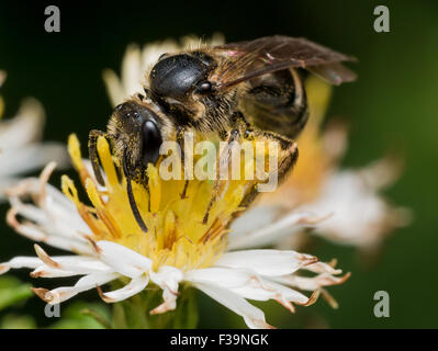 schwarze Wespe Auszüge Blütenstaub weiße Aster mit Blumen im Hintergrund Stockfoto