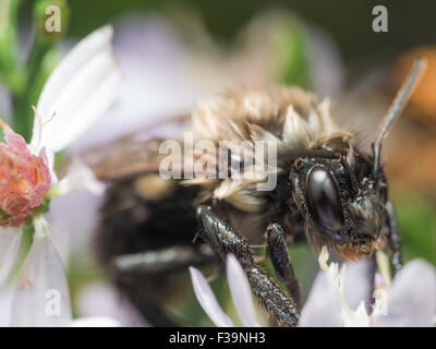 Einweichen nasse Hummel Auszüge Pollen aus weiße Blume Stockfoto