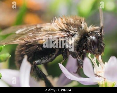 Einweichen nasse Hummel Auszüge Pollen aus weiße Blume Stockfoto