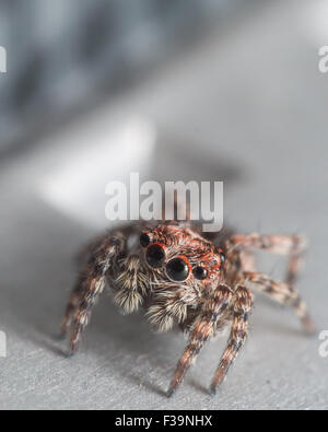 kleine Springspinne mit roten um Augen schaut Stockfoto