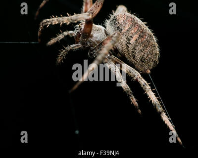 Orb weben Spinne legt Web Closeup mit schwarzem Hintergrund Stockfoto