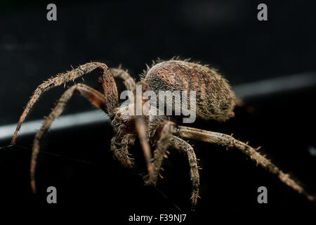 Orb weben Spinne legt Web Closeup mit schwarzem Hintergrund Stockfoto