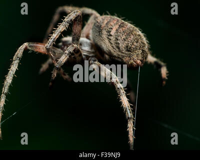 Orb weben Spinne legt Web Closeup mit schwarzem Hintergrund Stockfoto