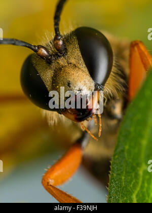 Close-up Portrait des großen golden Digger Wespe Gesicht Stockfoto