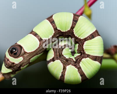 Hell grün Sphinx Motte Caterpillar mit großen braunen Augen vor Ort Stockfoto