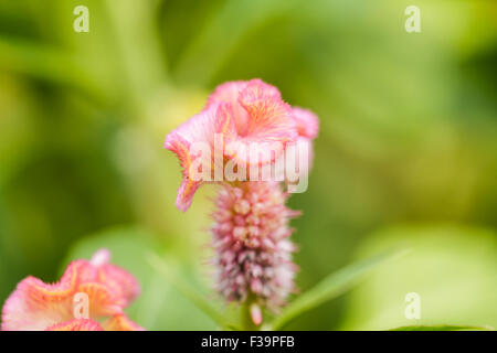 Hahnenkamm-Blume Stockfoto