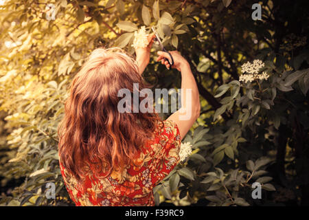 Eine junge Frau ist schneiden Holunderblüten von einem Baum mit einer Schere Stockfoto