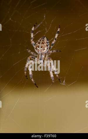 Gemeinsamen Kreuzspinne (Araneus Diadematus) versteckt in einer Ecke eines Gebäudes nach außen, London, UK-Herbst. Stockfoto