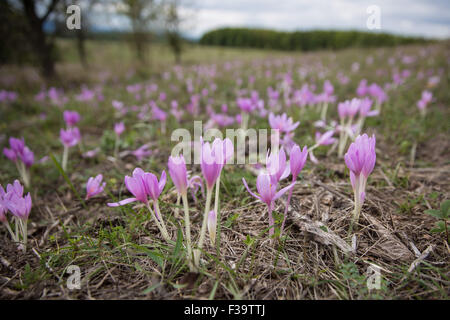 Colchicum Autumnale auch bekannt als Herbstzeitlose Blumen auf einer Wiese im september Stockfoto