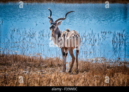 Einsame männliche große Kudu, Tragelaphus Strepsiceros, stand ein Wasserloch, Etosha Nationalpark, Namibia, Südliches Afrika Stockfoto