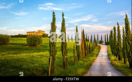 Toskanische Landschaft mit bergauf Straße und Zypressen Stockfoto