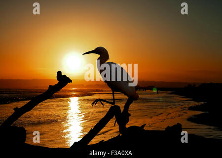 Das Snowy Reiher auf dem Wasser am Malibu Beach im August Stockfoto