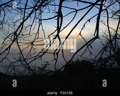 Laguna Beach, Kalifornien, USA. 27. Sep, 2015. Sunrise durch Morgennebel und Bäume in Aliso Woods Canyon. Aliso Holz Canyon und Laguna Coast Wilderness Park liegen einige der letzten verbliebenen Küsten Schluchten in Südkalifornien. Felsige Klippen ragen über den Canyon Trails. Die Küsten Salbei Scrub-Gemeinschaft umfasst Kuppen und Hänge, zusammen mit Patches Native Tal Grasland und Maritime Chaparral. Laguna Coast Wilderness Park ist Teil des Programms natürliche Gemeinschaft Naturschutzplanung, die entworfen, um seltene und bedrohte Tierarten und Erhaltung großer Teile der Orang-Utans zu schützen Stockfoto