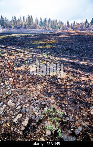 Die Zerstörung und die wunderbare Erhaltung des Eigentums in Kalifornien Butte Feuer in der Sierra Nevada in Kalifornien Stockfoto