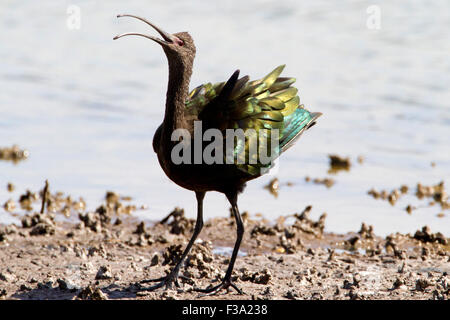 White-faced Ibis (Plegadis Chihi) fordert Wattenmeer bei Kealia Pond Wildlife Refuge, Kihei, Maui, Hawaii im Juli Stockfoto