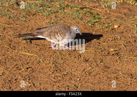 Zebra Taube (Geopelia Striata) Fütterung auf Boden in Kihei, Maui, Hawaii im Juli Stockfoto