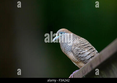 Zebra Taube (Geopelia Striata) thront auf Dachrinne in Haiku, Maui, Hawaii im Juli Stockfoto