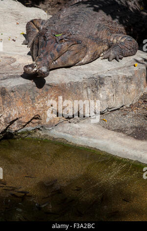 Falscher Gavial oder Tomistoma Schlegelii mit gekreuzten backen, auch bekannt als die falsche Gharial oder malaiische Gangesgavial Stockfoto