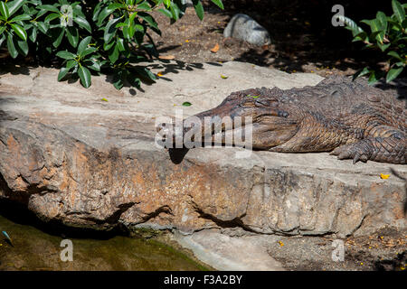 Falscher Gavial oder Tomistoma Schlegelii mit gekreuzten backen, auch bekannt als die falsche Gharial oder malaiische Gangesgavial Stockfoto