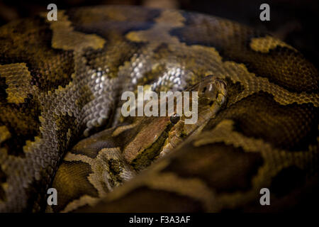 Netzpython oder Python Reticulatus auf den dunklen Stockfoto