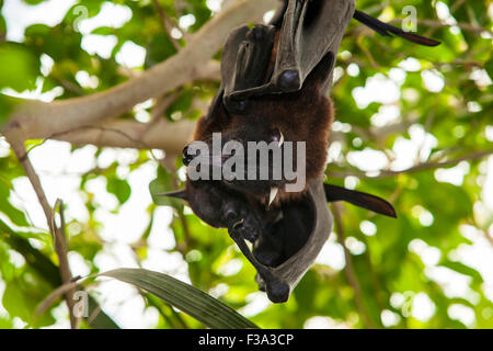 Zwei Indische Flughunde, Pteropus Giganteus, auch bekannt als die größeren indischen Flughund Stockfoto