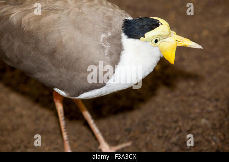 Maskierte Kiebitz, Vanellus Miles, auch bekannt als der maskierte Regenpfeifer Stockfoto