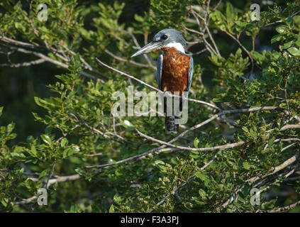 Beringt Kingfisher (Ceryle torquatus), das in einem Baum gehockt, Araras Ecolodge, Mato Grosso, Brasilien Stockfoto