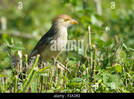 Guira Kuckucks (Guira guira) auf Masse, Araras Ecolodge, Mato Grosso, Brasilien Stockfoto