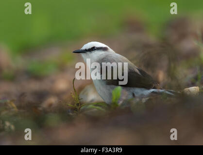 Maskierte Water-Tyrant (Fluvicola nengeta), mangueiras Ranch, Bairro da Ponte Nova, Sao Paulo, Brasilien Stockfoto