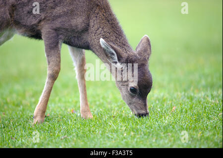 Weiß - angebundene Rotwild (Odocoileus Virginianus), Filberg Lodge, Comox, British Columbia, Kanada Stockfoto