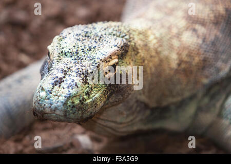 Komodo-Waran oder Varanus Komodoensis, auch bekannt als die Komodo-monitor Stockfoto