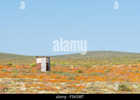 Ein kleines Gebäude, vermutlich ein Outdoor-Toilette in einem Feld von wilden Blumen in Stofkraal, einem kleinen Nama-Dorf in der Nähe von Bitterfontein i Stockfoto