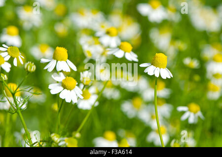 Nahaufnahme der Kamille medizinische Blumen Kräuter wachsen im Garten Stockfoto