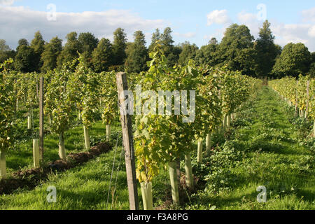BOX HILL SURREY BLICK VOM DENBIES WINE ESTATE Stockfoto