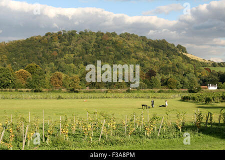 BOX HILL SURREY BLICK VOM DENBIES WINE ESTATE Stockfoto