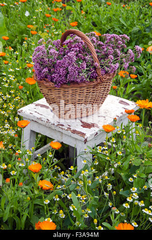 Frisch gepflückten Oregano in Weidenkorb auf rustikalen Stuhl in medizinische Kräutergarten Stockfoto