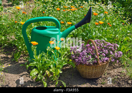 grüne Bewässerung-Topf mit einem Weidenkorb voller frisch gepflückten Oregano im Garten Stockfoto